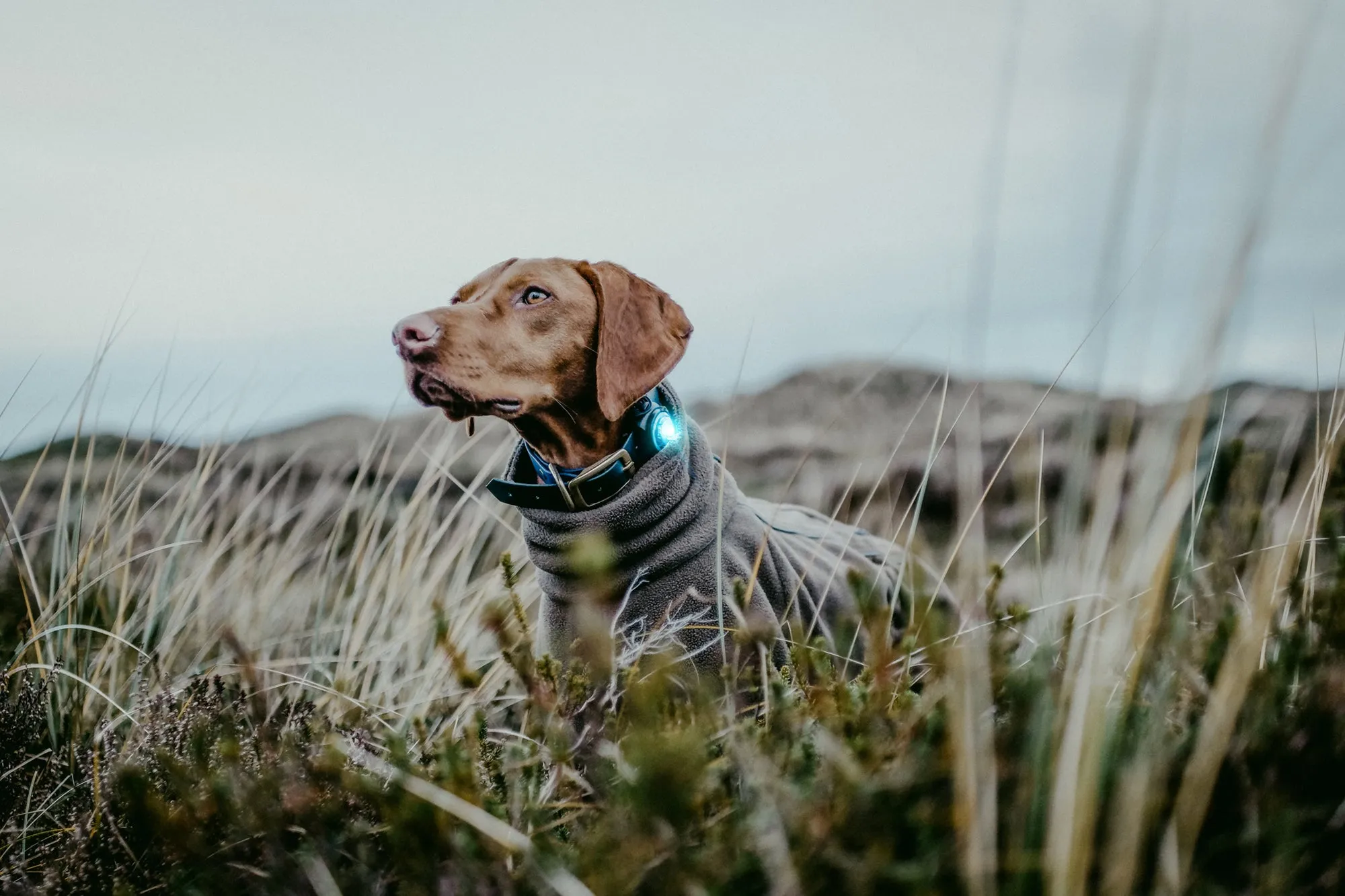 Orbiloc Dual LED Dog Safety Light, Turquoise